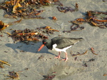 SX17682 Oystercathcer (Haematopus ostralegus) on sand of Porthgain harbour.jpg